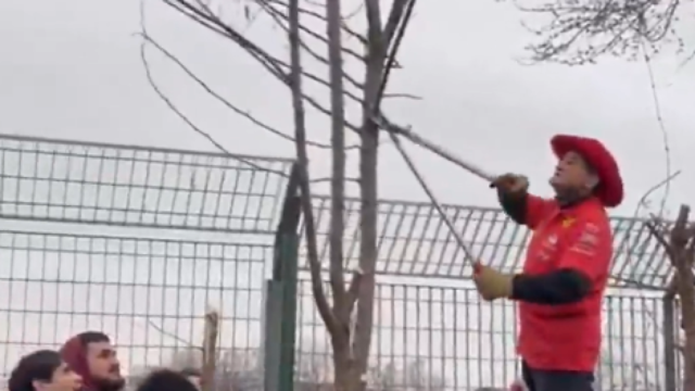 Incroyable à Fiorano : un supporter coupe un arbre en